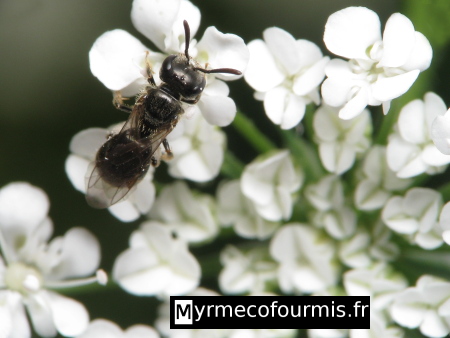 Abeille solitaire noire de la famille des Halictidae et proche du genre Lasioglossum sur de petites fleurs blanches en ombelles.