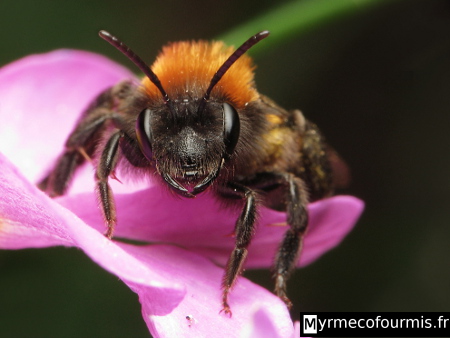 Tête d'une abeille solitaire de l'espèce Andrena fulva, qui appartient à la famille des andrènes (Andrenidae). L'abeille possède un corps noir avec un thorax roux et un abdomen jaune sur le dessus.