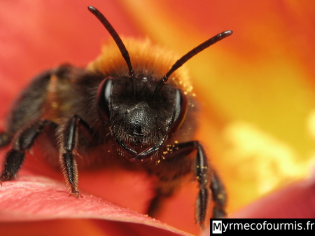 Photographie macro d'une abeille solitaire de l'espèce Andrena fulva dans une fleur rouge et orange de primevère.