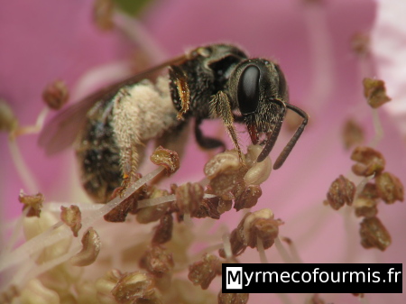 Abeille solitaire noire de la famille des Halictidae photographiée dans une fleur rose, sur des étamines chargées de pollen. On voit du pollen blanc sur les pattes arrières de cette abeille solitaire.