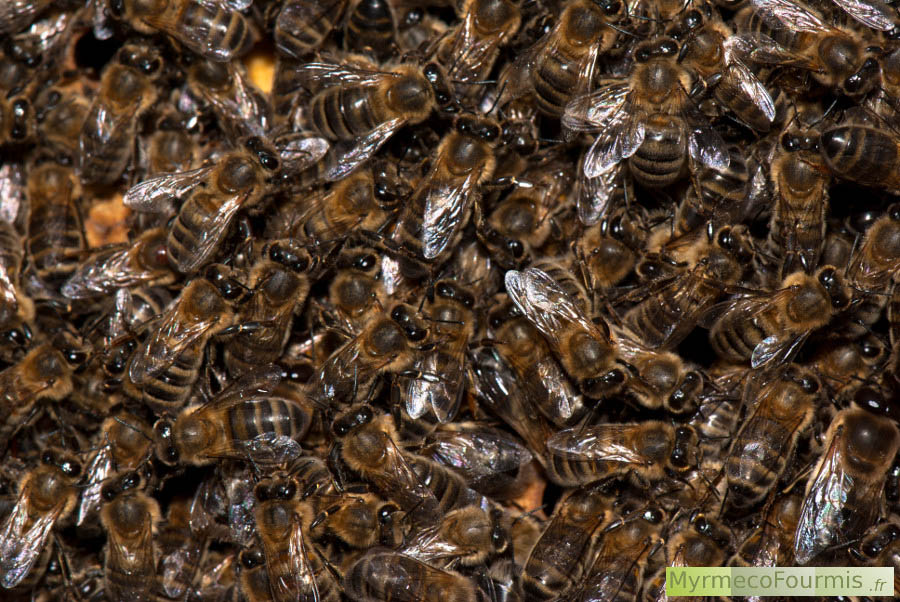 Essaim d'abeilles Apis mellifera, avec plusieurs dizaines d'ouvrières serrées les unes contre les autres pour laisser de la place dans la ruche.