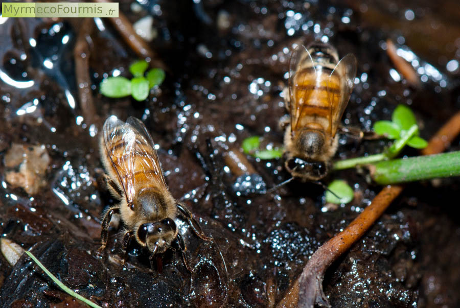 Deux abeilles mellifères buvant de l'eau dans un ruisseau. Les abeilles utilisent de l'eau qu'elles ramènent à la ruche pour la refroidir. Quand l'eau s'évapore, la température de la ruche diminue. 
