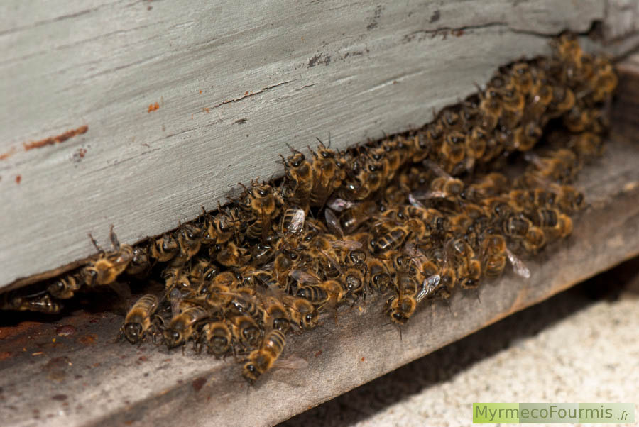 Lorsqu’il fait trop chaud ou que la ruche est trop peuplée, les abeilles sortent à l’entrée en forment une grappe. On dit qu’elle font la barbe. JPEG - 179.4 ko
