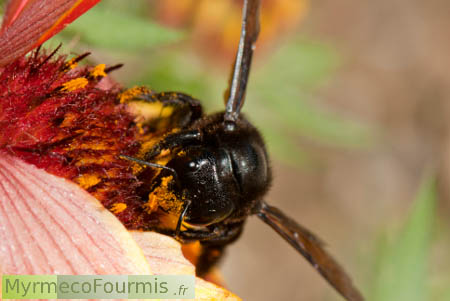 Les abeilles solitaires sont parfois énormes, comme ce Xylocope violet, une grande abeille charpentière couverte de pollen butinant du nectar.