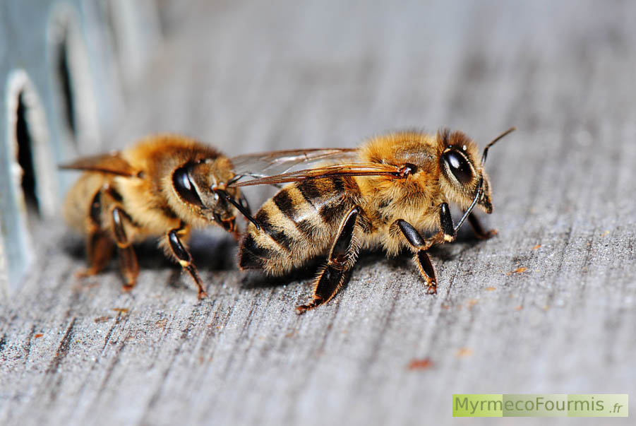 Deux abeilles sociales à l'entrée d'une ruche.