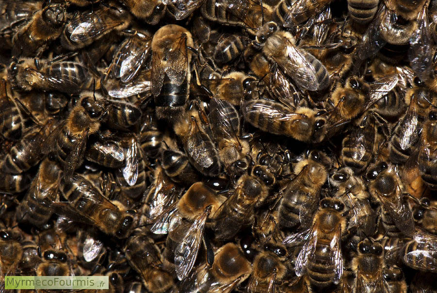 Photographie d’un essaim d’abeilles sociales ou abeilles méllifères Apis mellifera. On voit de très nombreuses abeilles et faux-bourdons regroupés ensemble en essaim. Il y a une forte promiscuité entre les individus de la colonie. JPEG - 878.9 ko
