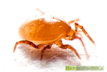 Gros plan sur un petit acarien orange trouvé dans une fourmilière. Vue de profil en macro sur fond blanc.