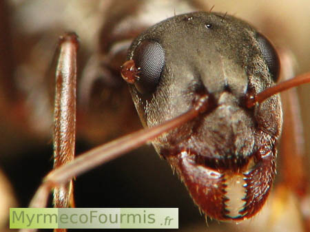 Gros plan sur la tête d'une fourmi parasitée par un petit acarien orange.