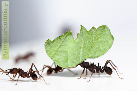 Les fourmis champignonnistes portent parfois le nom de fourmis parasol en raison de l'ombre portée au sol lorsqu'elles transportent les fragments végétaux verticalement.