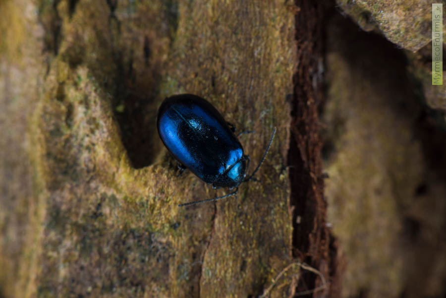 Coléoptère bleu métallique sur une écorce d’arbre. Il s’agit d’Agelastica alni, un coléoptère de la famille des chrysomélidés, appelé chrysomèle de l’aulne ou galéruque de l’aulne. JPEG - 467.7 ko
