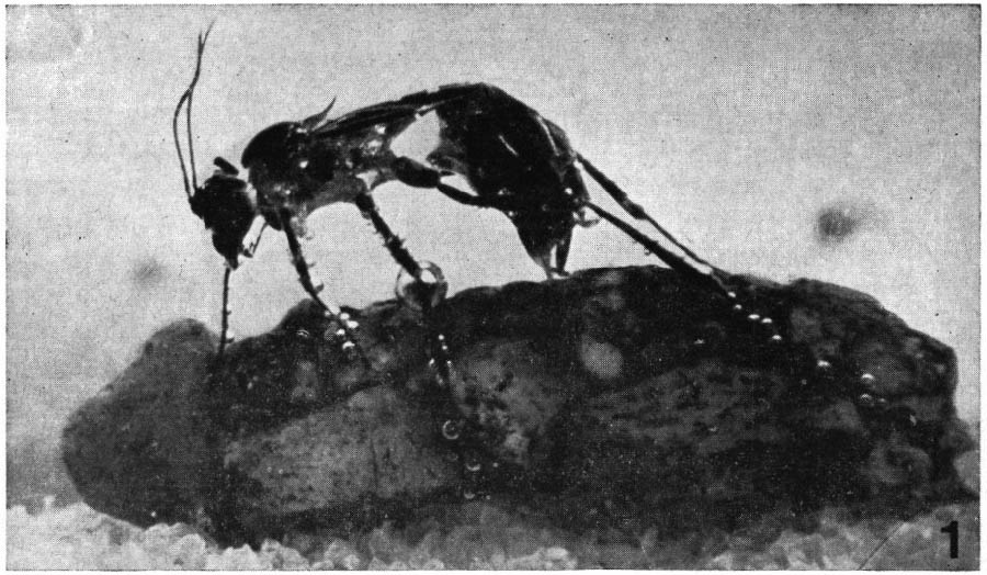Une guêpe solitaire de la famille des ichneumonidae, des Hyménoptères parasites de nombreux insectes, en train de pondre ses oeufs dans le fourreau d'un trichoptère à l'état larvaire du genre Silo.