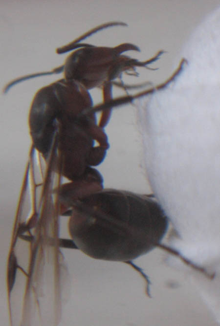 Une princesse fourmi ailée du genre Formica.