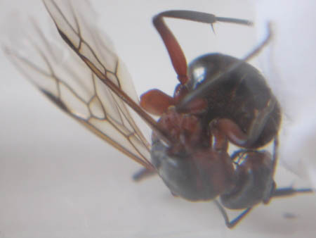 Princesse de fourmis du genre Formica, avec les ailes nervurées bien visibles.