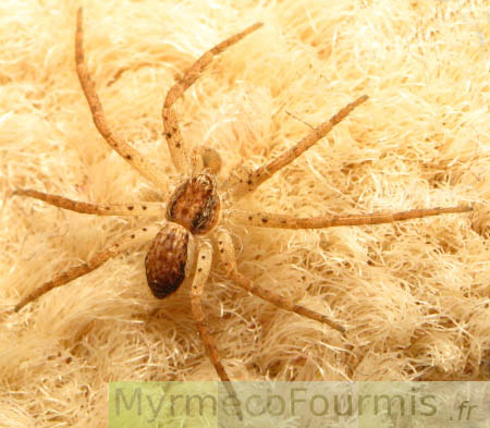 Plan complet de l'araignée de couleur brune et beige sur un tapis de la même couleur.