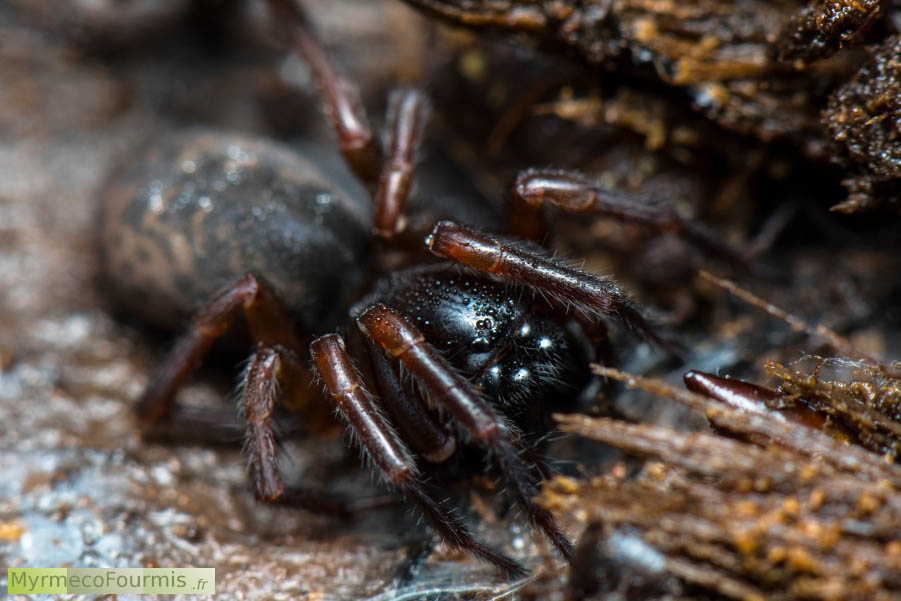 Photographie d’une araignée brune et noire du genre Amaurobius, gros plan sur les yeux et les chélicères. JPEG - 542.7 ko