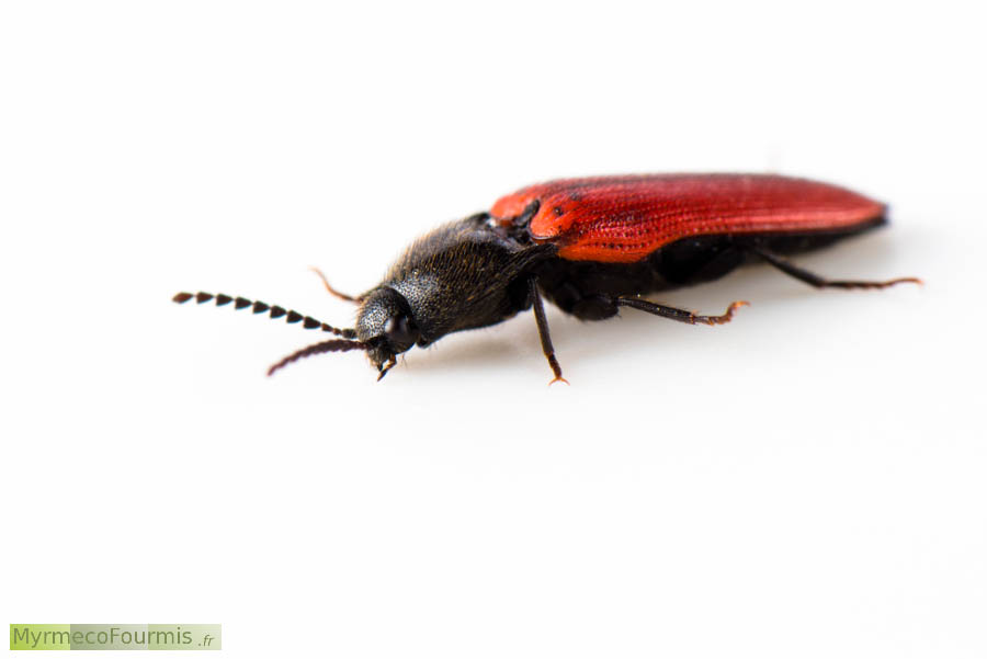 Photographie macro sur fond blanc de trois quart d'un coléoptère de la famille des Elateridae ou taupin au thorax et à la tête noire et aux élytres rouges écarlates.