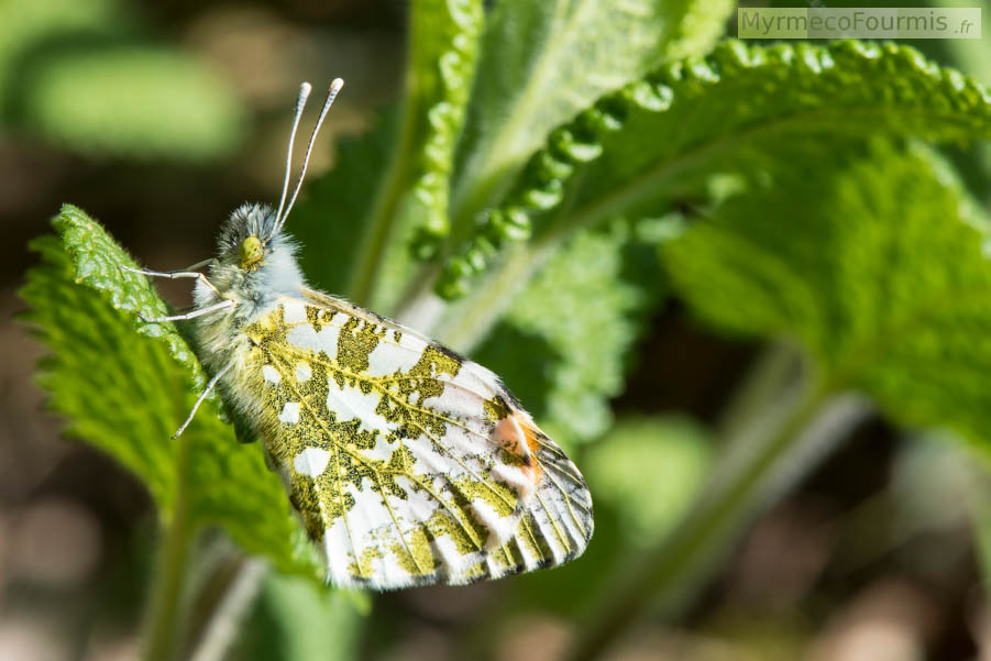 Un papillon posé sur une feuille verte vu de profil avec des ailes blanches rayés de bandes vertes. Ce papillon est Anthocharis cardamines, parfois aussi appelé Aurore ou Piéride du Cresson. JPEG - 527.6 ko