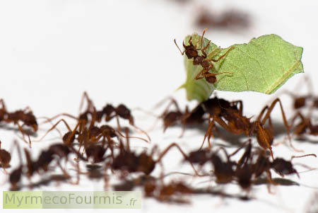 Pour lutter contre de petites mouches qui parasitent les fourmis, les plus petites ouvrières minor d'Acromyrmex subterraneus montent sur les feuilles transportées par les plus grandes.