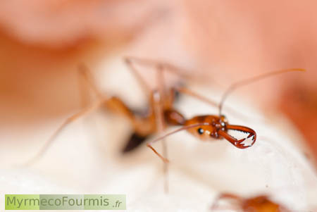 Trap-jaw ants