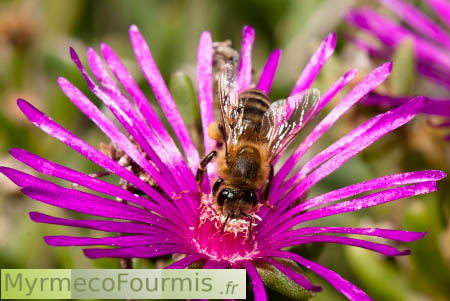 Apis mellifera sur fleur rose de plante grasse, en train de boire du nectar. C'est une abeille sociale qui pollinise les plantes.
