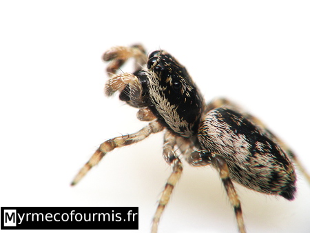 Petite araignée sauteuse noire et blanche.