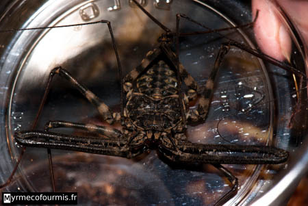 Arachnide amblypige exotique à la vente dans une bourse aux insectes. Cet arachnide proche des araignées possède de très longues pattes et chélicères.