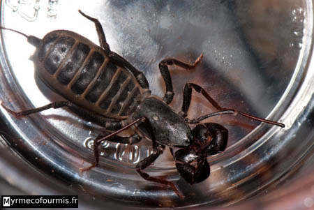 Arachnide Uropyge, un arachnide exotique vu dans une bourse aux insectes avec des chélicères extrêmement développés et un long "fil" à l'arrière du corps.