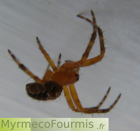 Photographie d'une araignée orange et brune, juvénile, suspendue à sa toile le long d'un mur blanc.
