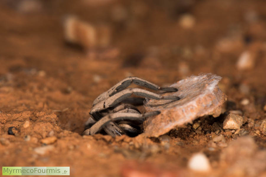Araignée à trappe australienne fermant l’opercule de son nid qu’elle tire avec ses longues pattes avant. JPEG - 439.2 ko