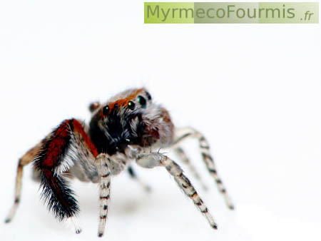 Araignées mâles aux pattes rouges et noires