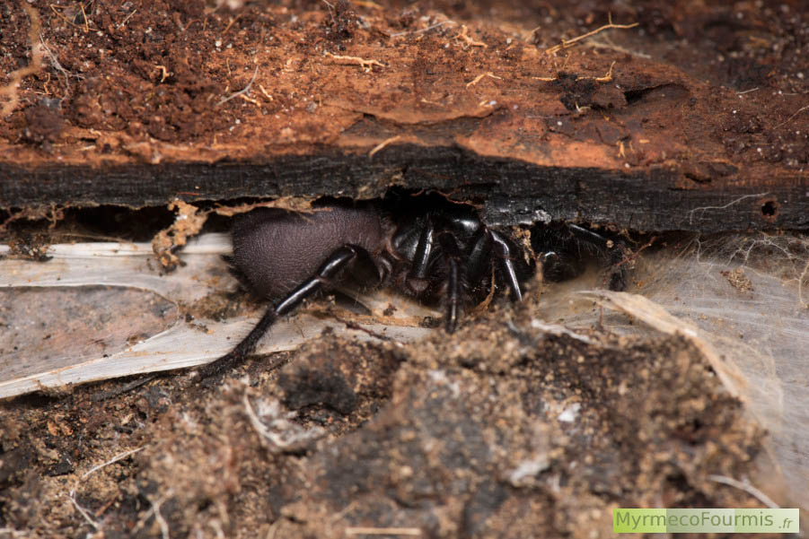 Mygale australienne, possiblement Atrax robustus, une "Sydney funnel-web spider". Sur cette photo, on voit l'araignée cachée dans du bois au dessus d'un couloir de toile qu'elle a tissé.
