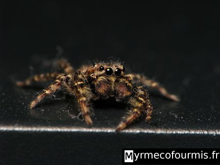Araignée sauteuse de l'espèce Marpissa muscosa rayée brune noire et marron très poilue.