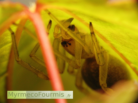 Gros plan sur la tête d'une araignée de couleur verte cachée sous une feuille de liquidambar.