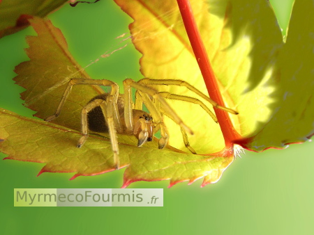 Photographie macro d’une araignée beige et verte photographiée sous une feuille de liquidambar. Le fond vert de la photo a été remplacé. JPEG - 80.8 ko