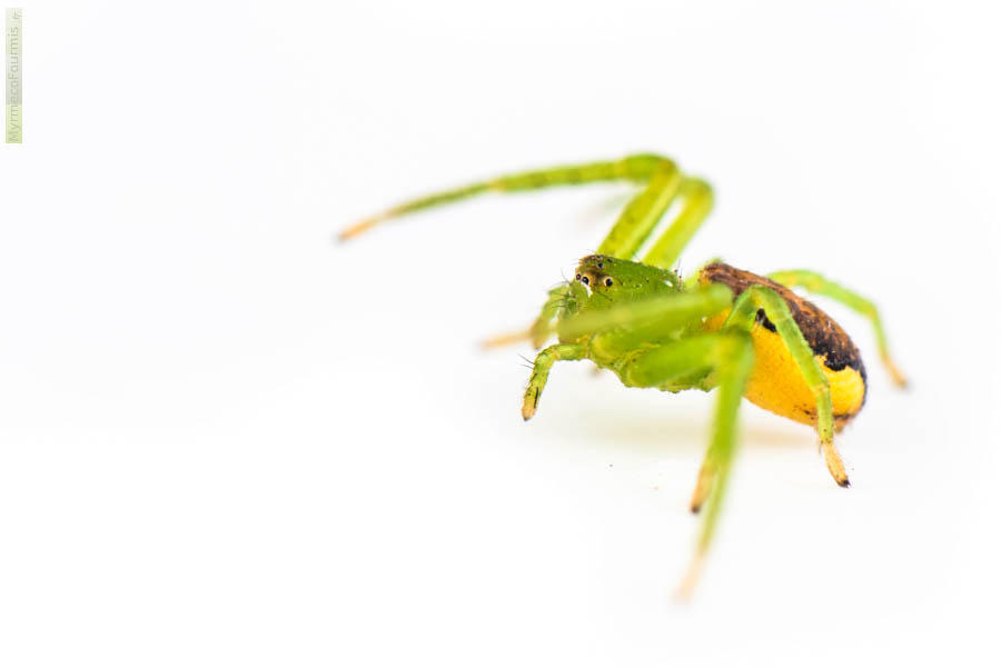 Photographie macro de Diaea dorsata, une araignée verte et jaune avec le dessus de l'abdomen brun.