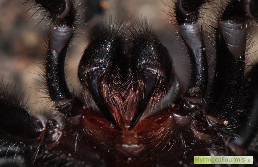 Gros plan (macro photo) sur les crochets à venin de la mygale de Sydney, une araignée au venin extrêmement dangereux. On voit les chélicères, les pattes avant et les crochets à venin de l'araignée.