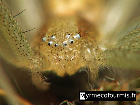 Gros plan sur les yeux étranges d'une araignée jaune et verte transparente, probablement de l'espèce Philodromus albidus