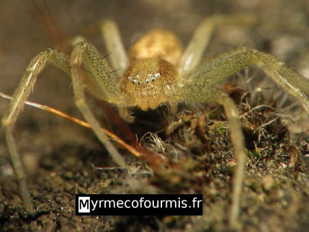Philodromus albidus, une araignée aux yeux blancs avec de fausses pupilles et de couleur jaune et vert translucide.