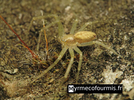 Une araignée translucide probablement de l'espèce Philodromus albidus avec un aspect vert et jaune, sur un rocher.