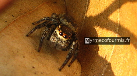 Photographie d'une araignée de la famille des Salticidae, prise en photo macro sur des feuilles mortes en forêt.