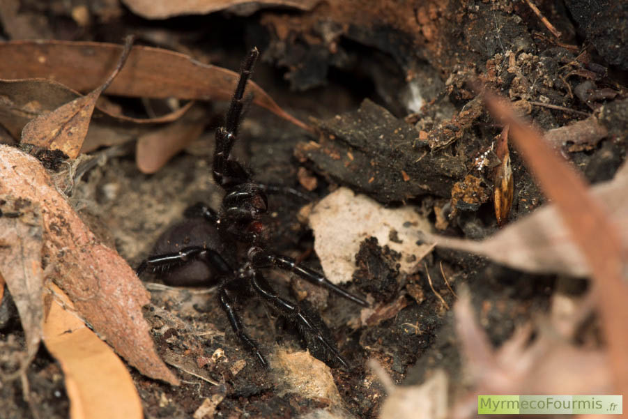 Une mygale de Sydney, l'une des araignées les plus dangereuses et les plus venimeuses au monde, vue de profil en posture de défense avec les pattes avant levées.