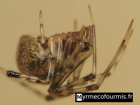 Parasteatoda tepidariorum, l'araignée commune des maisons, suspendue à sa toile, la tête en bas.