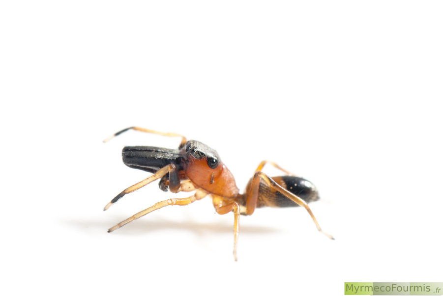 Une araignée myrmécomorphe relevant ses pattes avant comme les antennes d'une fourmi, sur fond blanc. Cette araignée est orange et noire, elle appartient à l'espèce Myrmarachne formicaria.