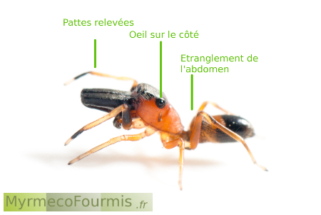 Araignée myrmecomorphe "ant-like spider" ou ant mimic spider.