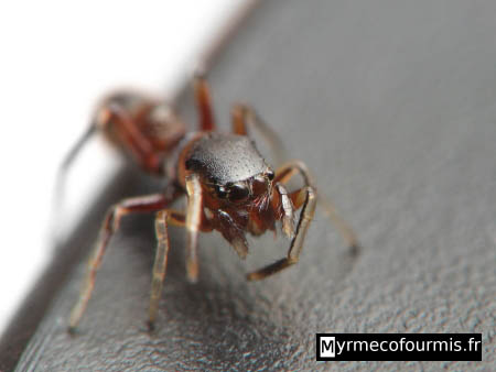 Gros plan sur la tête et les yeux d'une araignée myrmécomorphe vue de face sur fond noir et blanc.