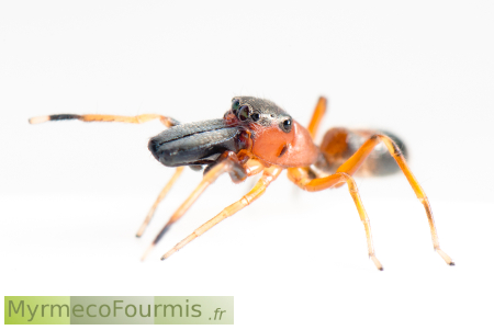 Myrmarachne formicaria, une araignée sauteuse myrmécomorphe.
