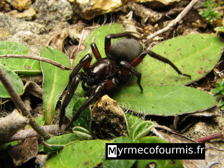 Araignée noire mat à pattes brunes et rouges trouvée sous une pierre, en terrain calcaire.