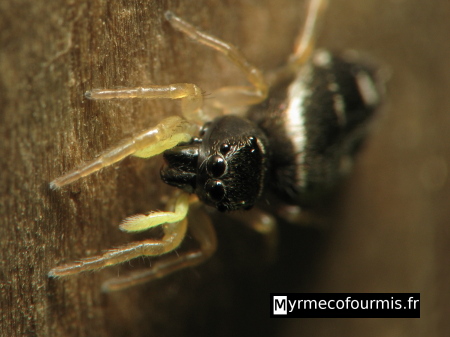 Araignée de la famille des Salticidae ou "araignées sauteuses", il s'agit de Heliophanus cupreus avec un corps noir et un abdomen avec des points et traits blancs et des chélicères jaunes..