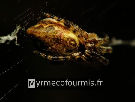 Macrophotographie d'une araignée recroquevillée sur sa toile, gros plan sur l'abdomen. L'araignée est attachée à sa toile, photographiée sur fond noir.
