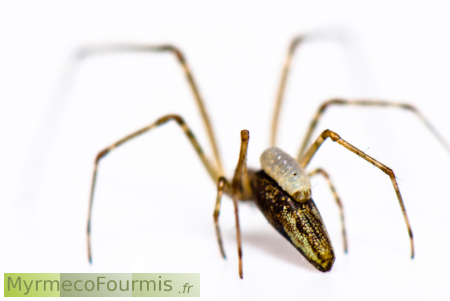 Araignée parasitée par un Ichneumon.